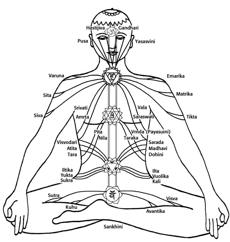 Sushumna Nadi es el canal central del cuerpo, corresponde a la columna vertebral