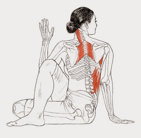 Anatomia Ardha Matsyendrasana, un giro espinal sentado. Tantra.press